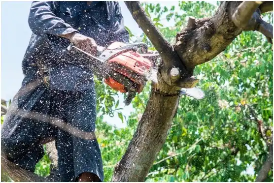 tree services Nevada